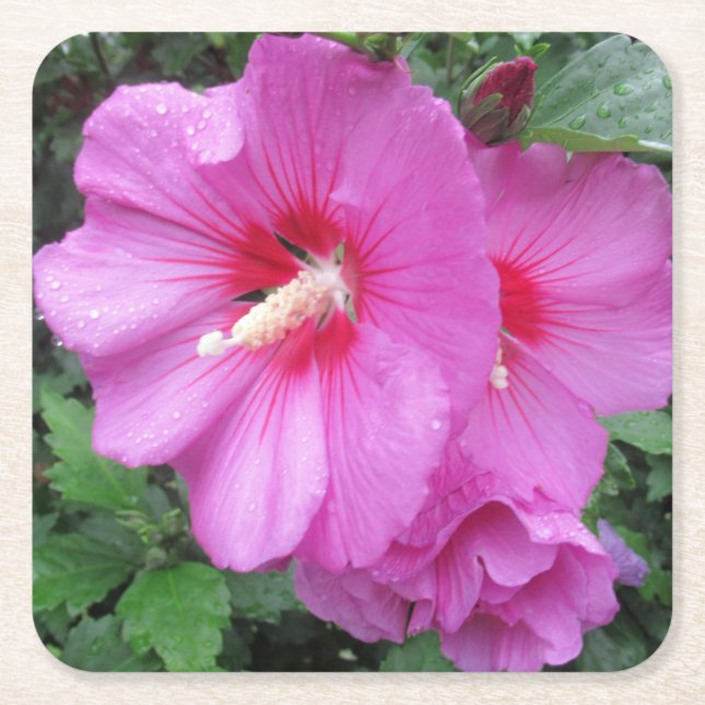 Rose of Sharon Floral Photography  Square Paper Coaster (Front)