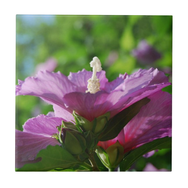 Rose of Sharon flowers Ceramic Tile (Front)