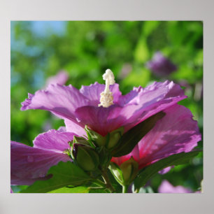 Rose of Sharon flowers Poster