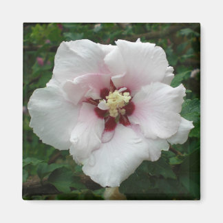 Rose of Sharon magnet