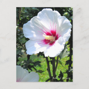 Rose of Sharon:Postcard Postcard