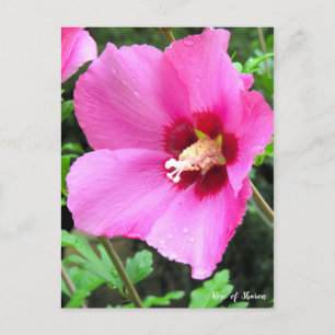 Rose of Sharon [Postcard] Postcard