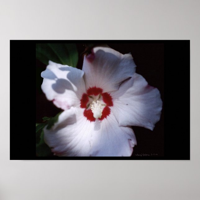 rose of sharon poster (Front)