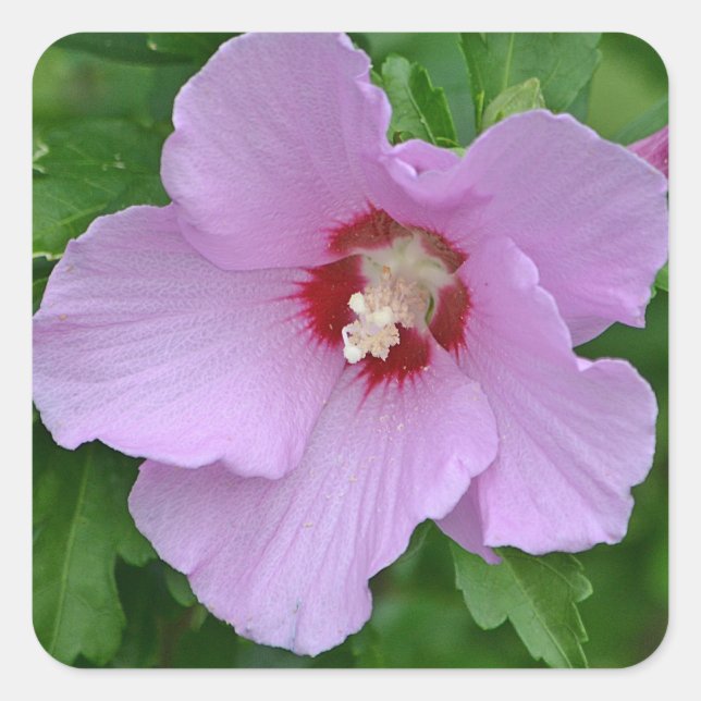Rose Of Sharon Sticker (Front)