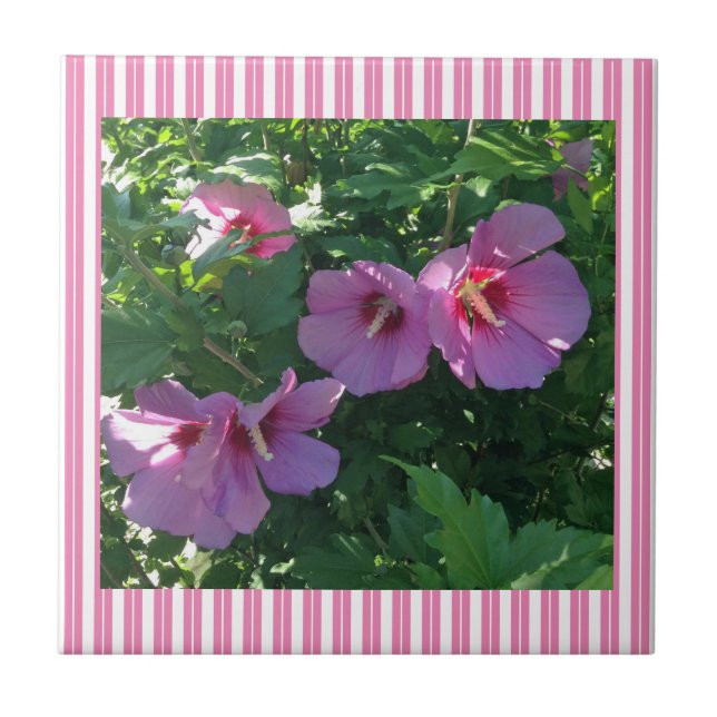 Rose of Sharon Striped Ceramic Tile (Front)