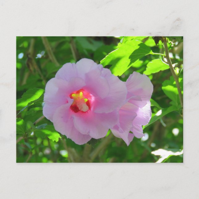 Rose of Sharon, Sunlit Postcard (Front)
