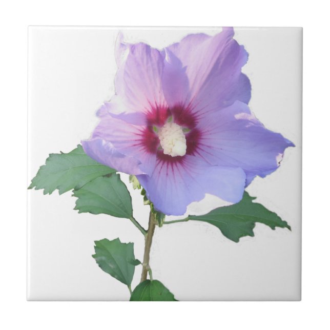 Rose of Sharron Ceramic Tile (Front)