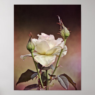 Rose Old World Portrait Photographic Art Print