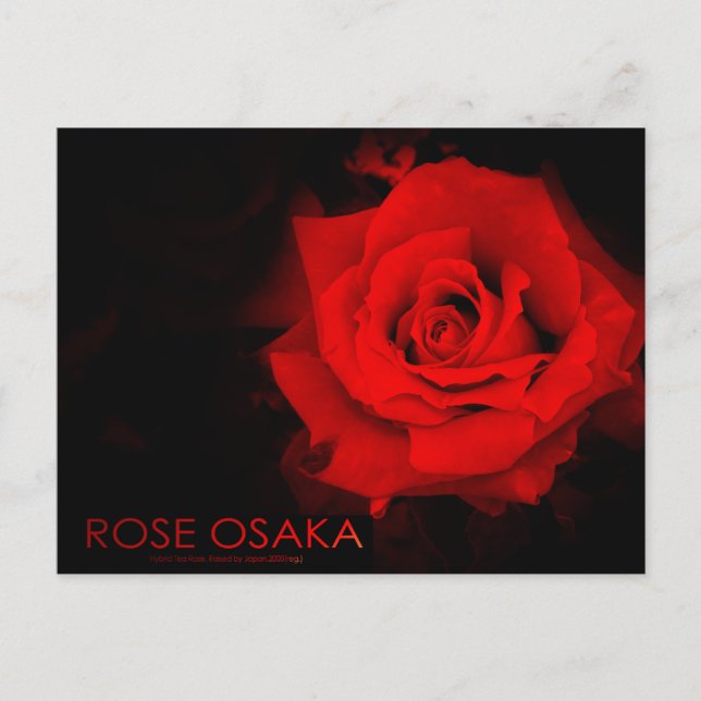 Rose Osaka：Postcard Postcard (Front)