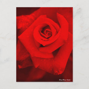 Rose Osaka:Postcard Postcard