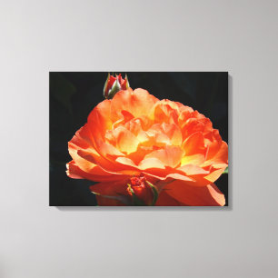 Rose panel Fine Art Prints Decor Orange Roses