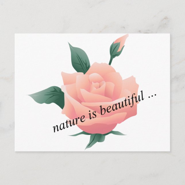 Rose (Peach) - Beautiful nature Postcard (Front)