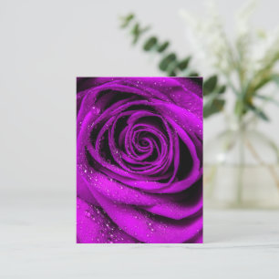 Rose Petals 2 Postcard