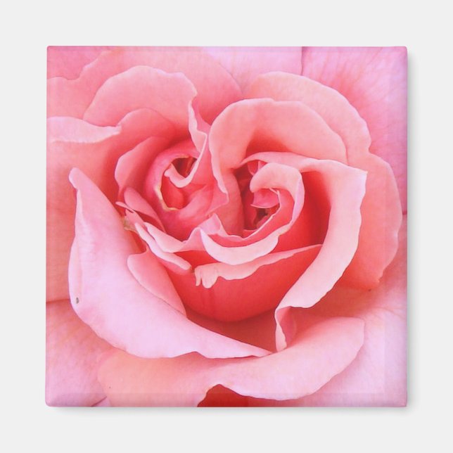 Rose Petals Magnet (Front)
