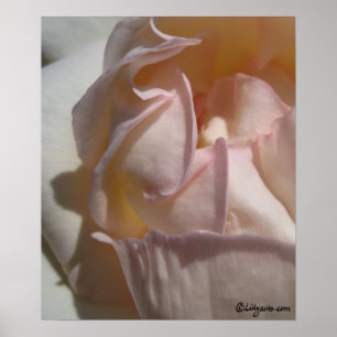 Rose Petals Poster Print