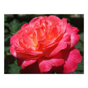 Rose Photography Big Pink Red Rose Floral Photo Print