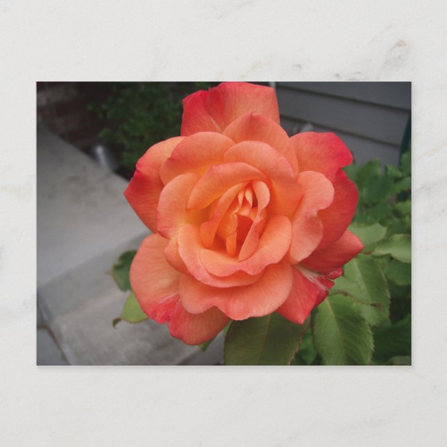 Rose Postcard (Front)