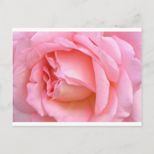 ROSE POSTCARD