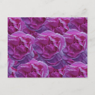 Rose Postcard