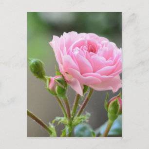 rose postcard