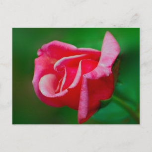 Rose Postcard