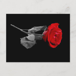 Rose Postcard