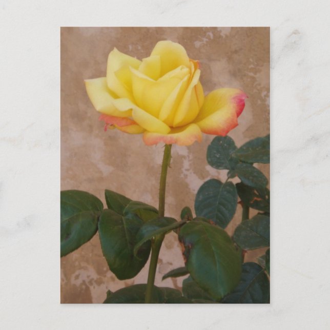Rose Postcard (Front)