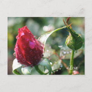 Rose Postcard
