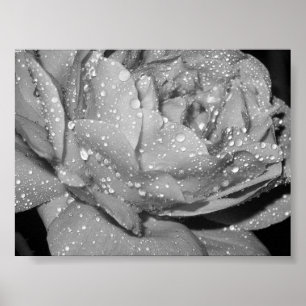 Rose Poster