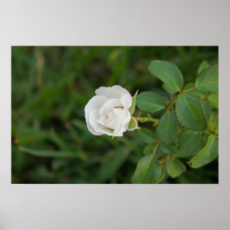 Rose Poster