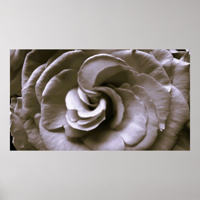 Rose, Poster (Front)