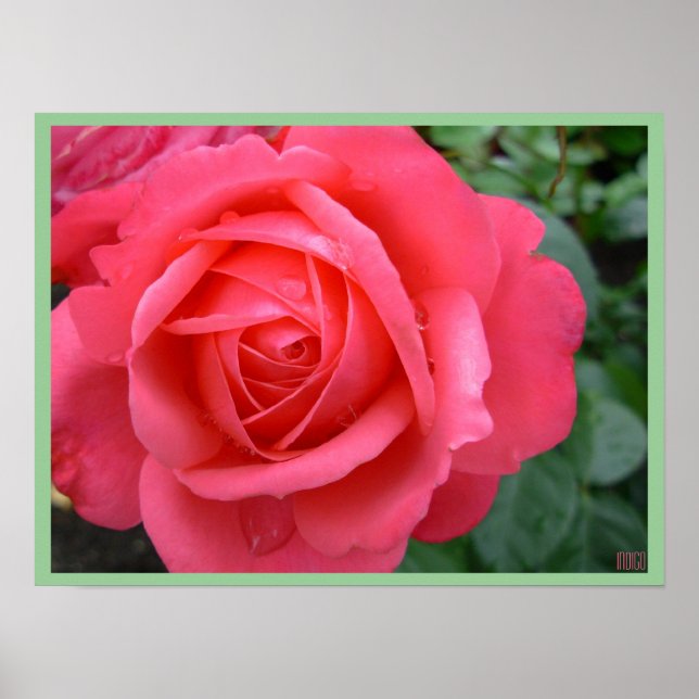 Rose Poster Print Beautiful Flower Art Print (Front)