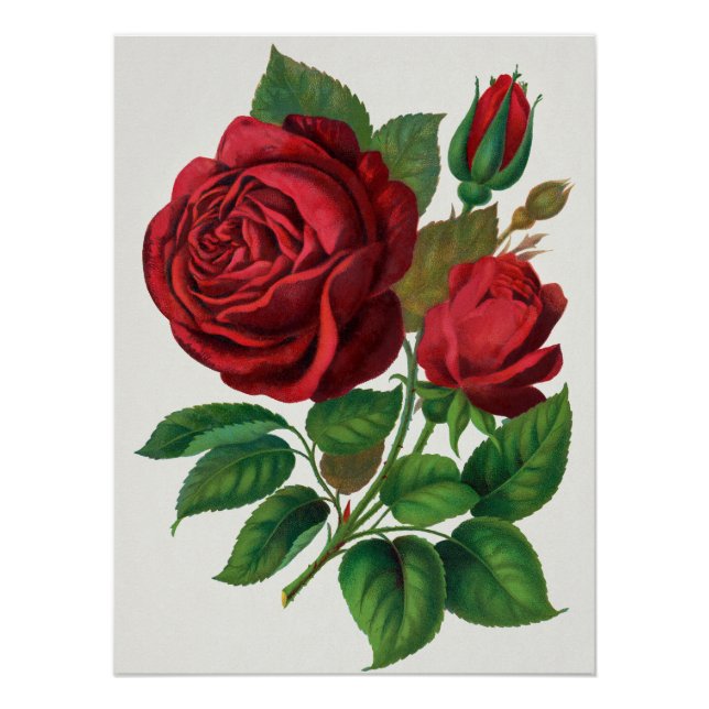 Rose Print Rochester Lithographing and Printing Co (Front)