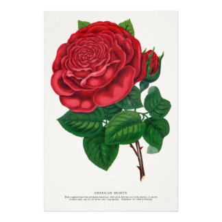 Rose Print Rochester Lithographing and Printing Co