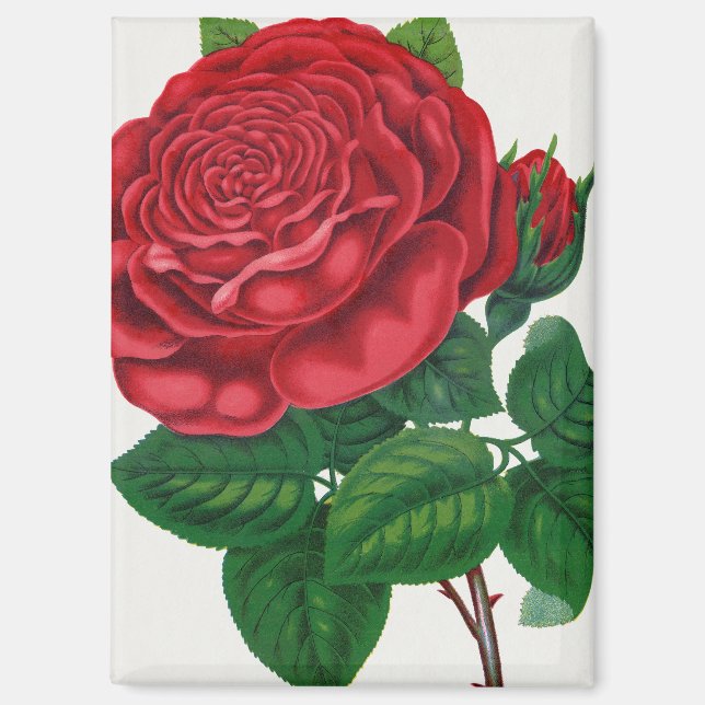 Rose Print Rochester Lithographing and Printing Co Magnet (Front)