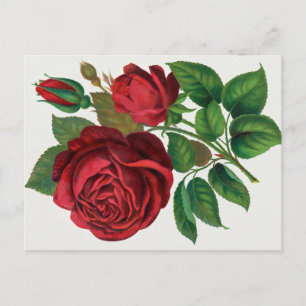Rose Print Rochester Lithographing and Printing Co Postcard