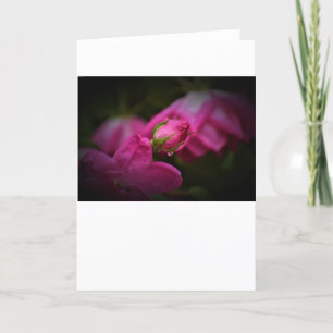 Rose & Raindrops, card