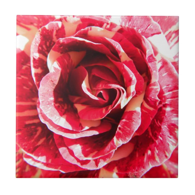Rose red and white striped floral photography ceramic tile (Front)