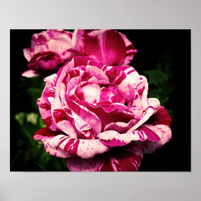 Rose Red Pink Poster (Front)