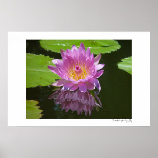 Rose Reflection Poster