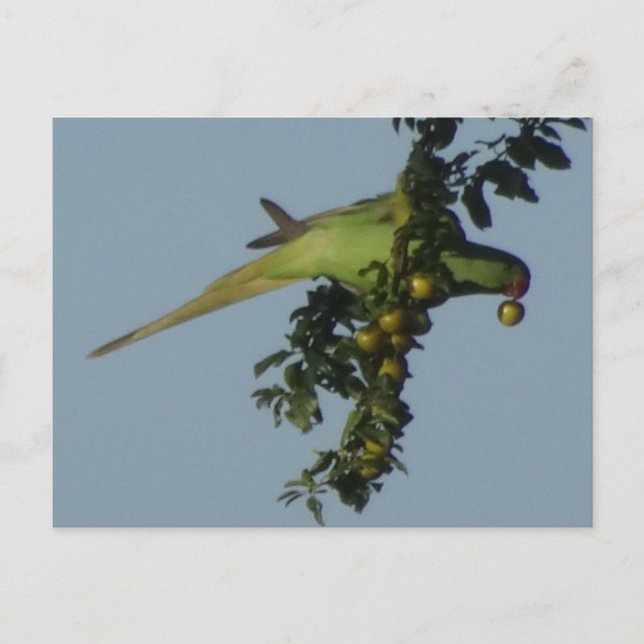 Rose-Ringed Parakeet eating Berries DIY Postcard (Front)