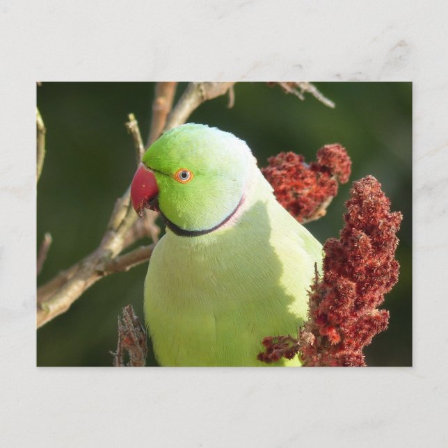 Rose-ringed parakeet postcard (Front)