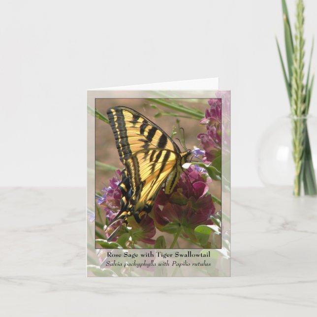 Rose Sage with Tiger Swallowtail - Native Notecard (Front)