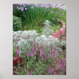 Rose salvia, artemesia and chives poster