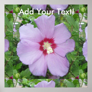 Rose Sharon Purple Red Poster