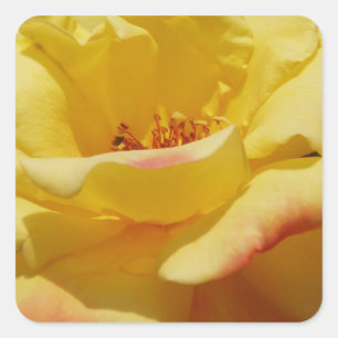Rose Square Stickers