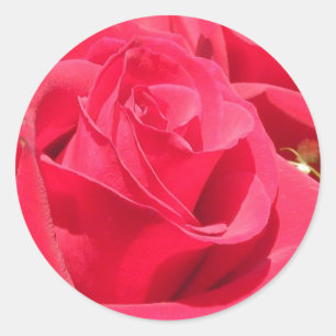 Rose Stickers and Envelope Seals