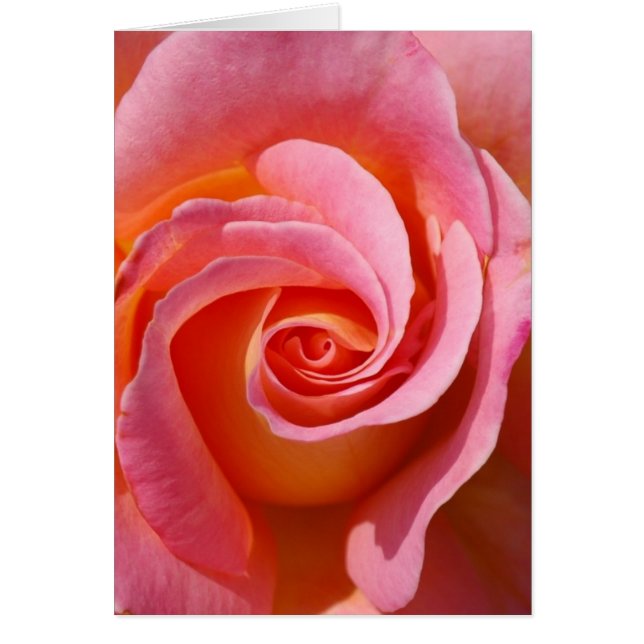 Rose Swirl (Front)