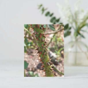 Rose Thorns: Rosa Rose Osaka Postcard