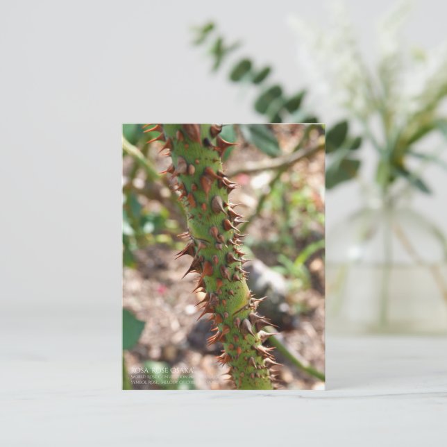 Rose Thorns: Rosa Rose Osaka Postcard (Standing Front)
